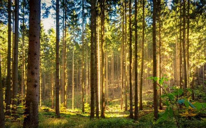 如果環境氣候破壞事件持續的增加，那么這些外部因素將導致對顆粒燃料的更高需求