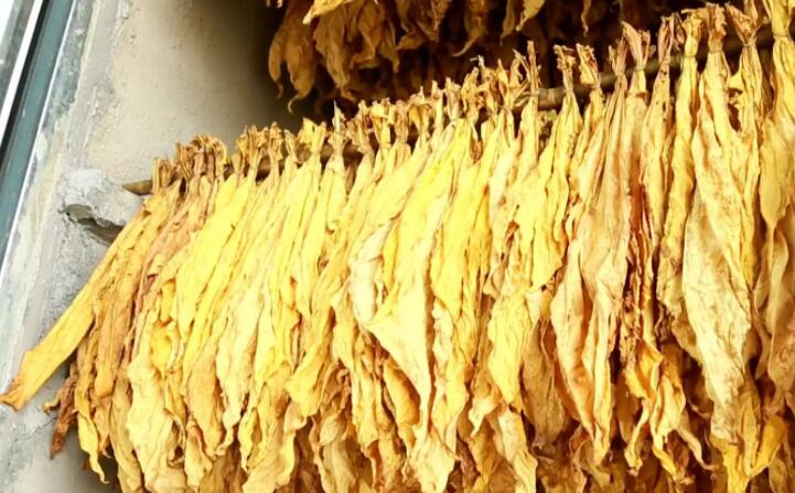 木屑顆粒燃料烘烤煙葉可以嗎？