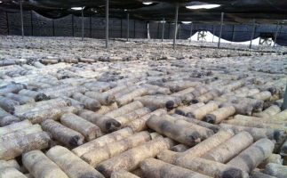 廢舊菌棒如何廢物利用？用鋸末顆粒機能增加收入