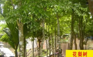 紅花梨下腳料千萬別再丟了，都是寶啊